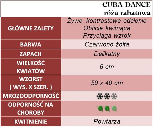 Cuba Dance róże rabatowe gł. zal.